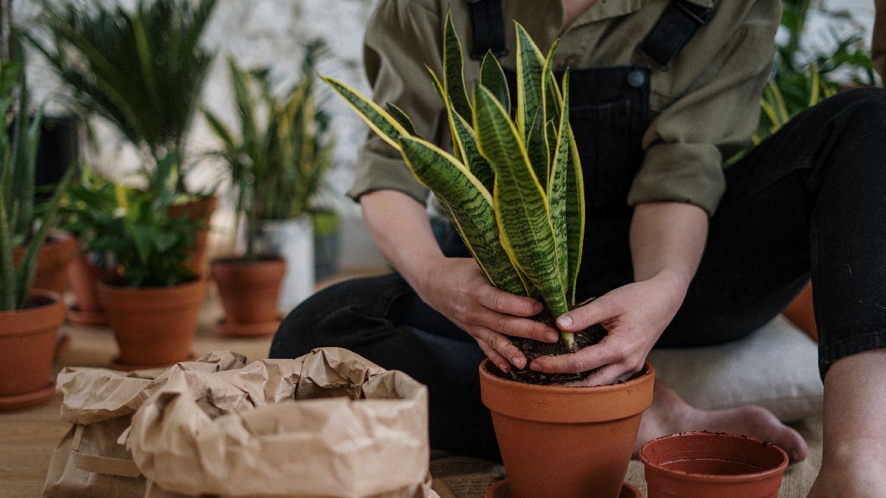 como eliminar mosquitos de plantas