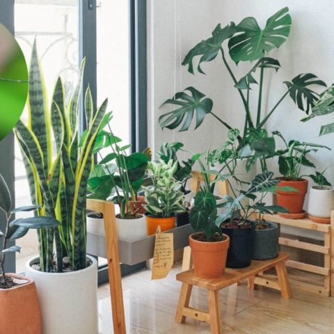 mosquitos alrededor de plantas