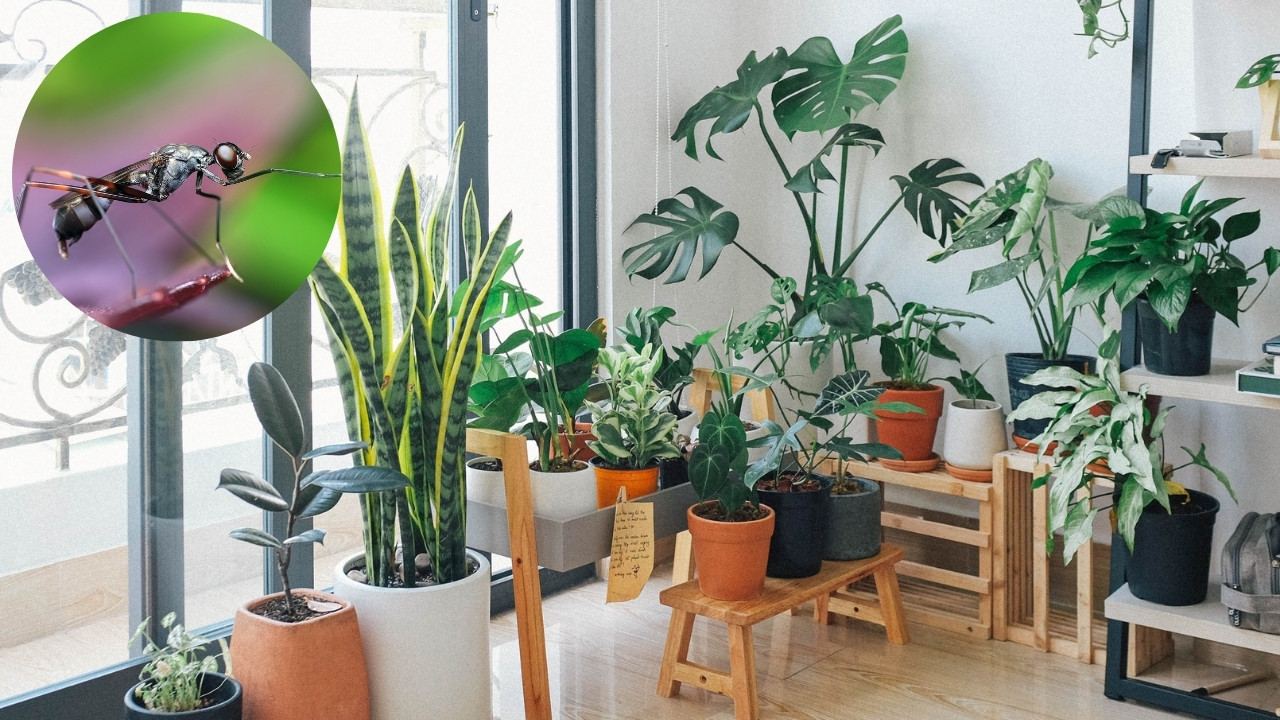 mosquitos alrededor de plantas