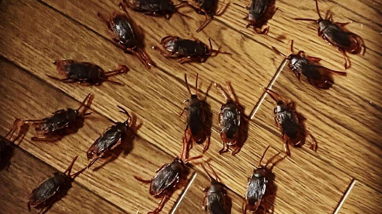 cucarachas aparecen cuando hace calor