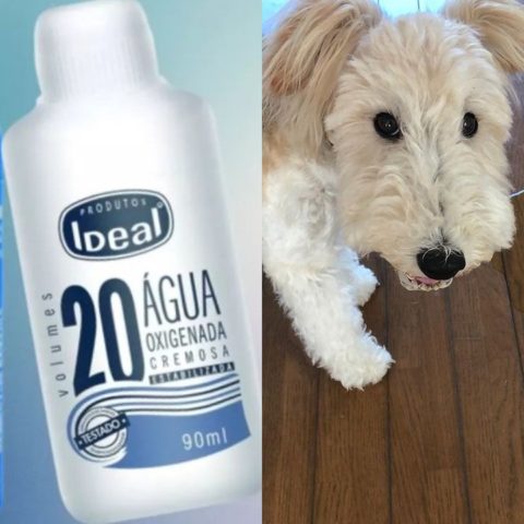 olor a orina de perro de pisos y tapetes