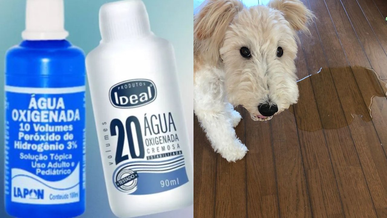 olor a orina de perro de pisos y tapetes