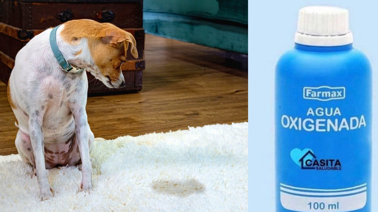 olor a orina de perro de pisos y tapetes