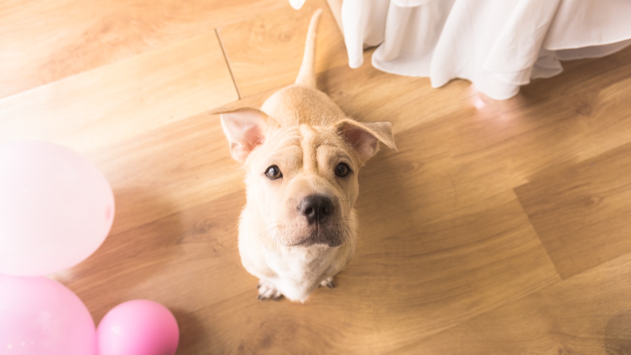 proteger tu piso laminado si tienes perro