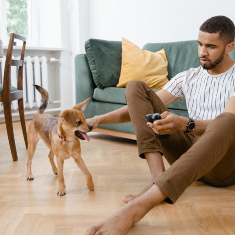 proteger piso laminado del perro