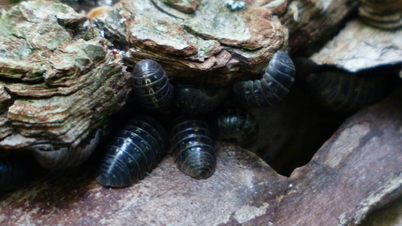 qué son las cochinillas no debes eliminarlas