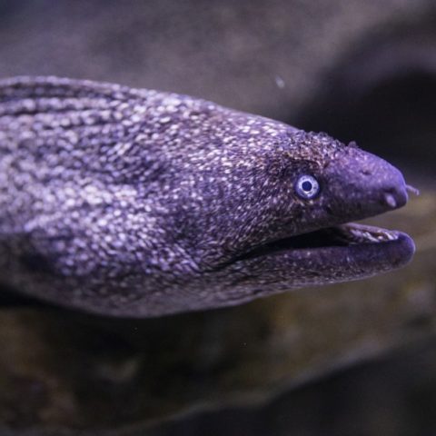 qué son las morenas y qué pasa si te muerden