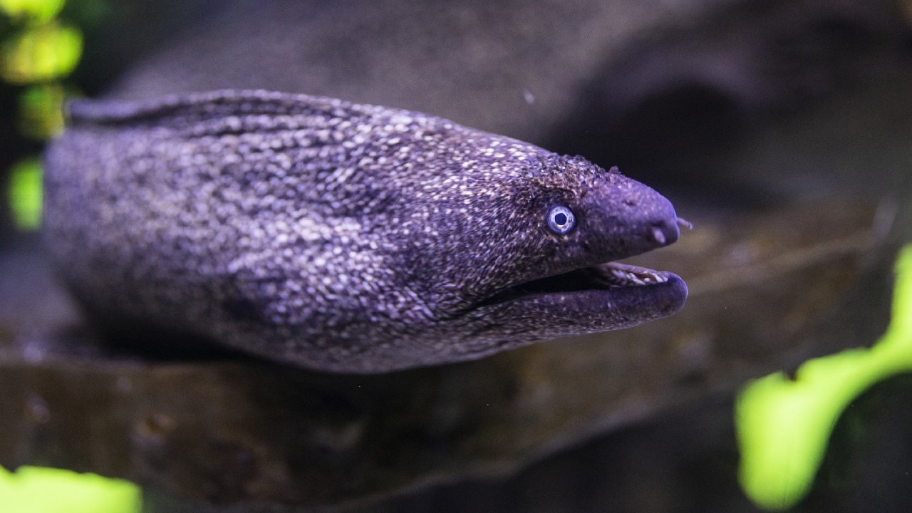 qué son las morenas y qué pasa si te muerden