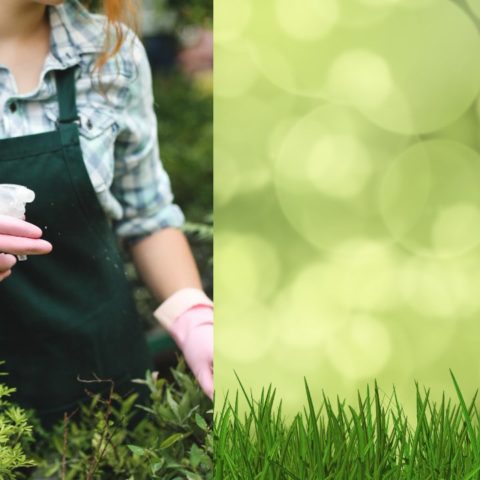 debes comenzar a rociar el pasto con vinagre