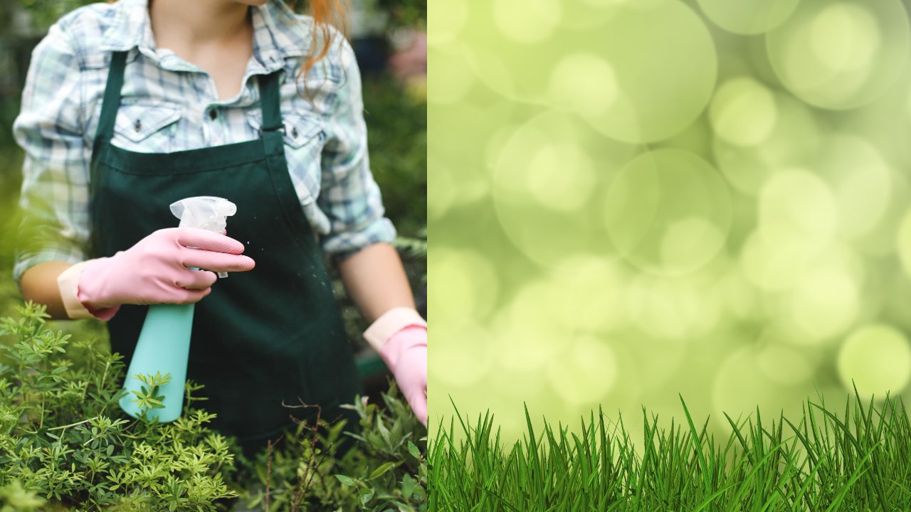 debes comenzar a rociar el pasto con vinagre