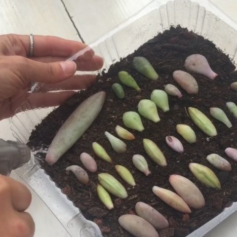 hojas suculentas no logran enraizar