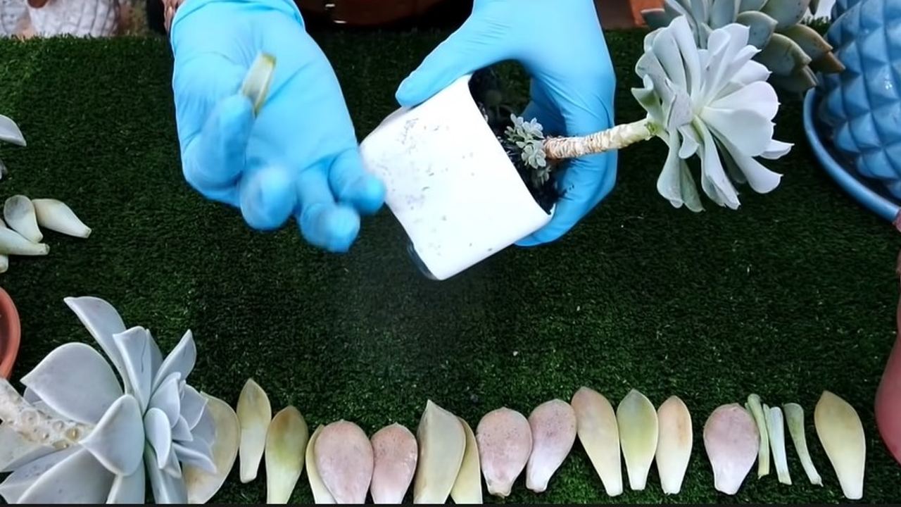 como sembrar una hoja de suculenta