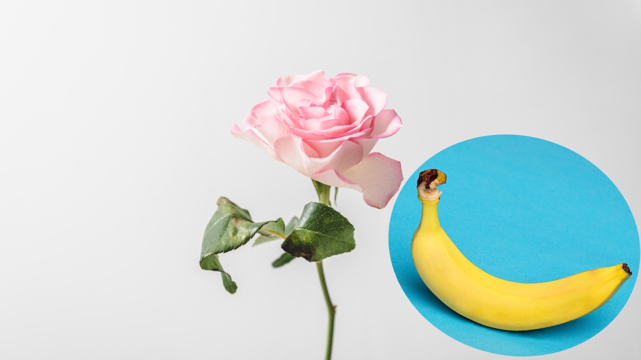 reproducir rosas en un plátano