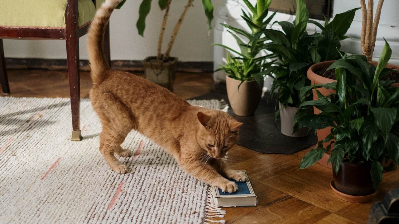 Tapetes y alfombras si tienes mascotas