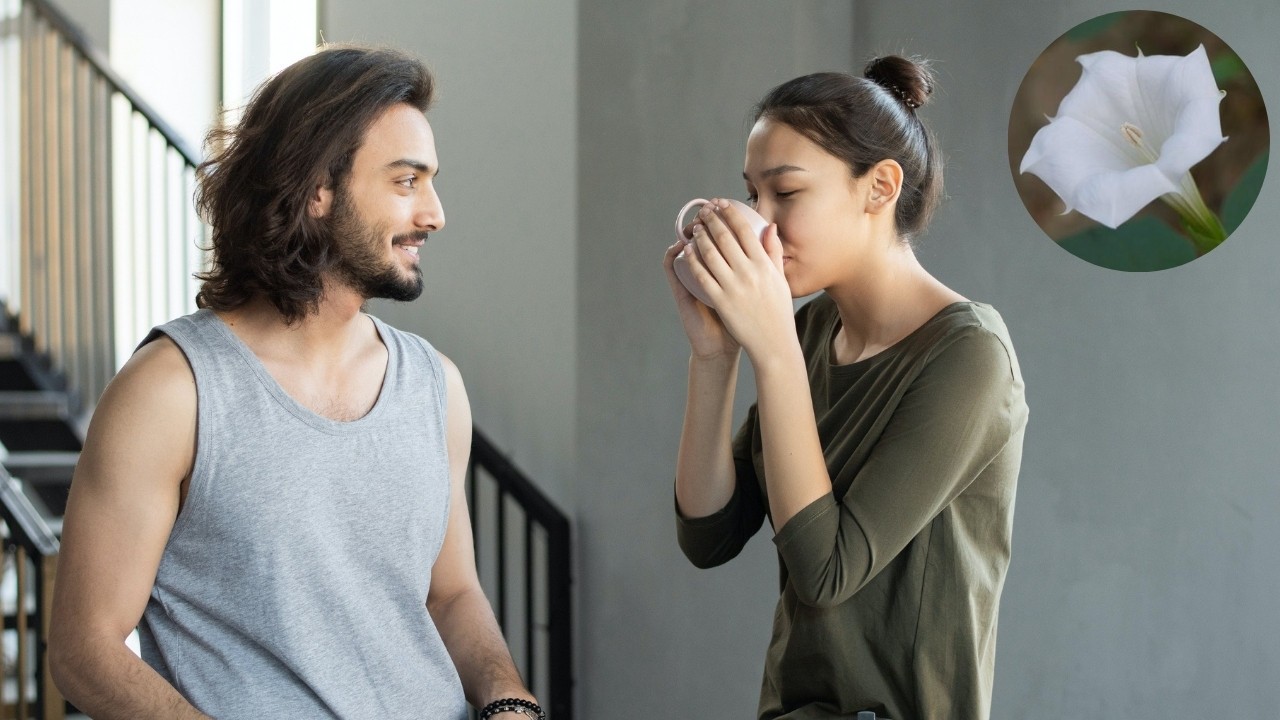 sirve toloache para atraer amor