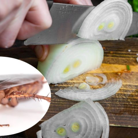 veneno casero con cebolla para cucarachas