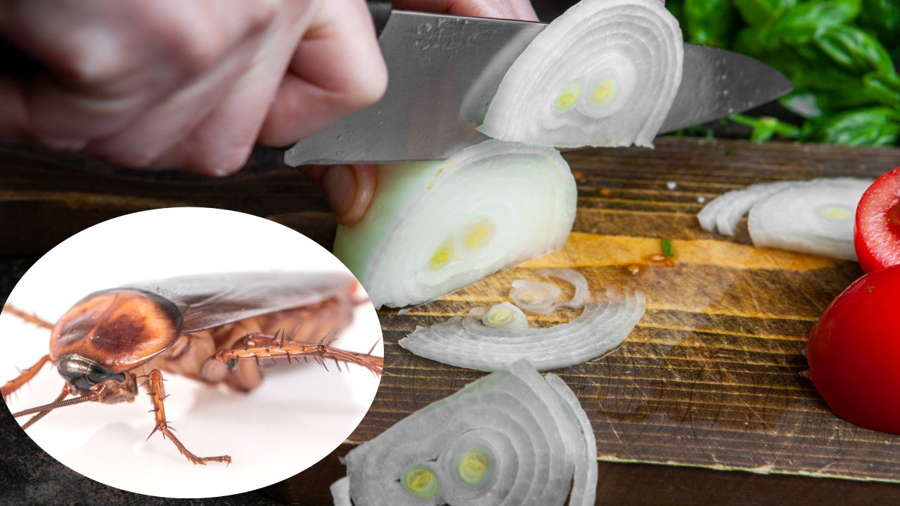 veneno casero con cebolla para cucarachas