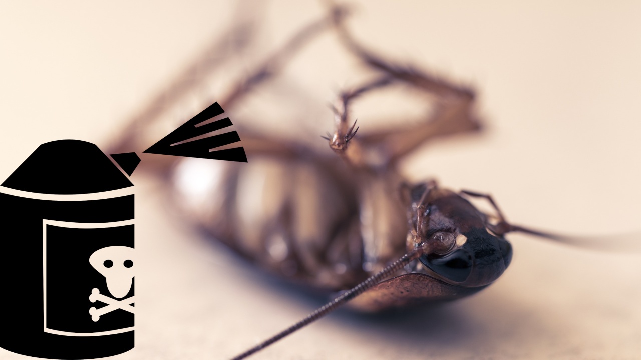 veneno casero para cucarachas chiquitas