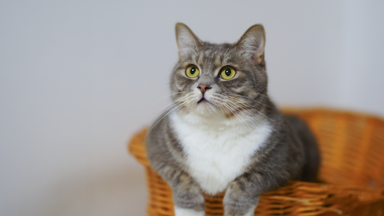 acné felino elimínalo así