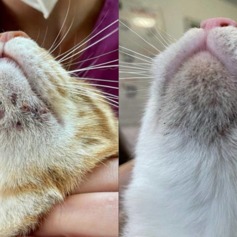 acné felino elimínalo