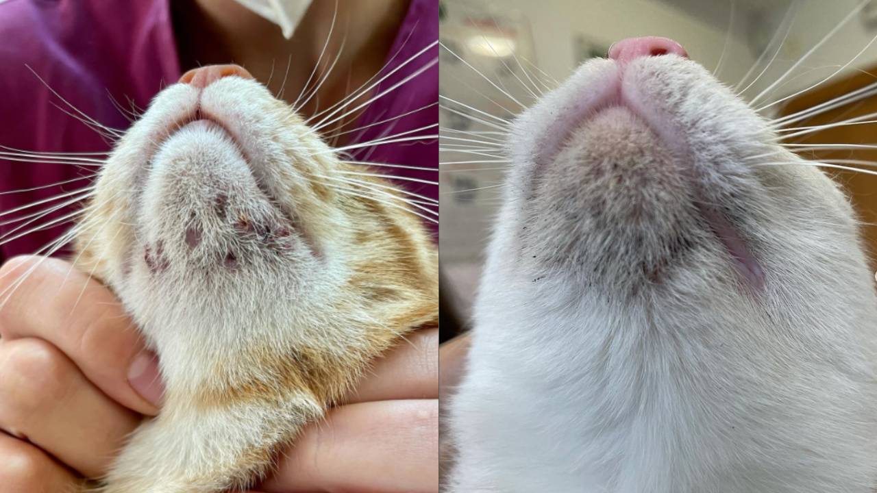 acné felino elimínalo