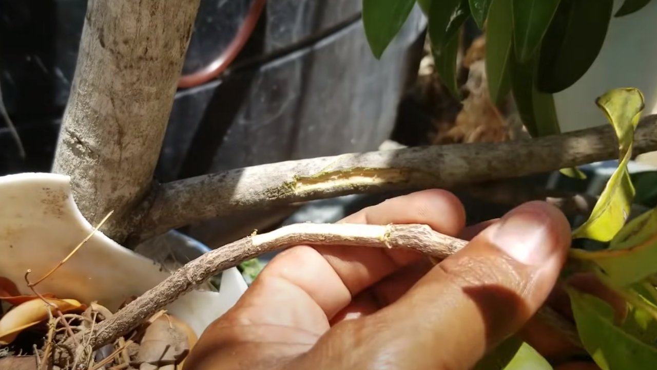 árbol dé más frutos