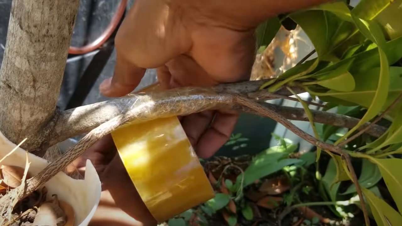 árbol dé más frutos 