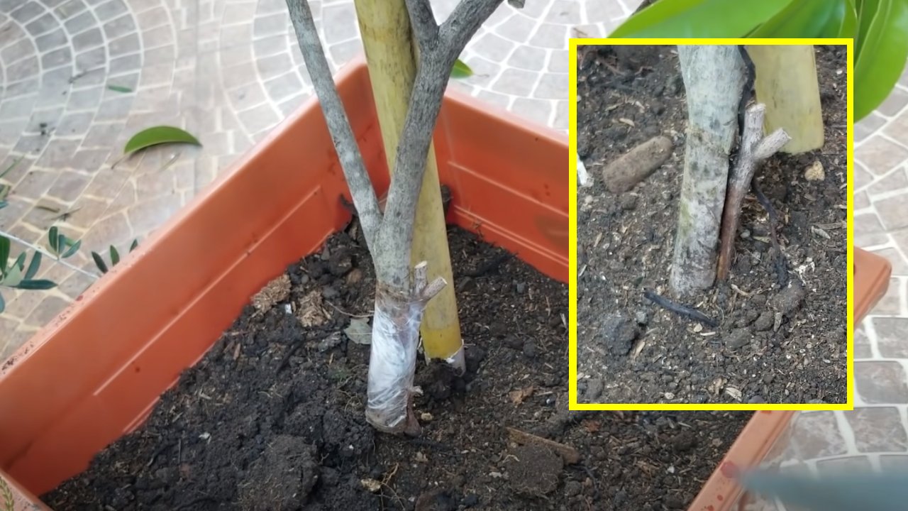 cómo hacer que tu árbol dé más frutos