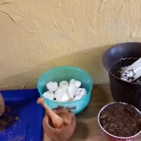 como revivir una planta pata de elefante