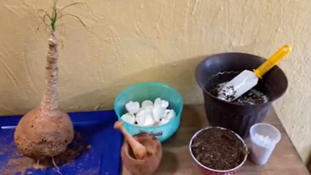 como revivir una planta pata de elefante