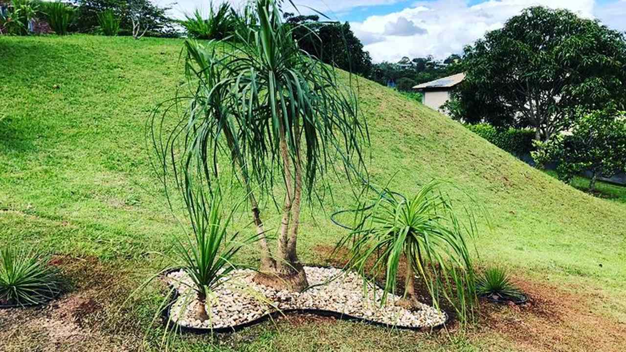 revivir una pata de elefante