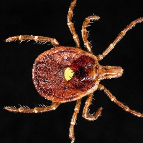 garrapata de la estrella solitaria que es