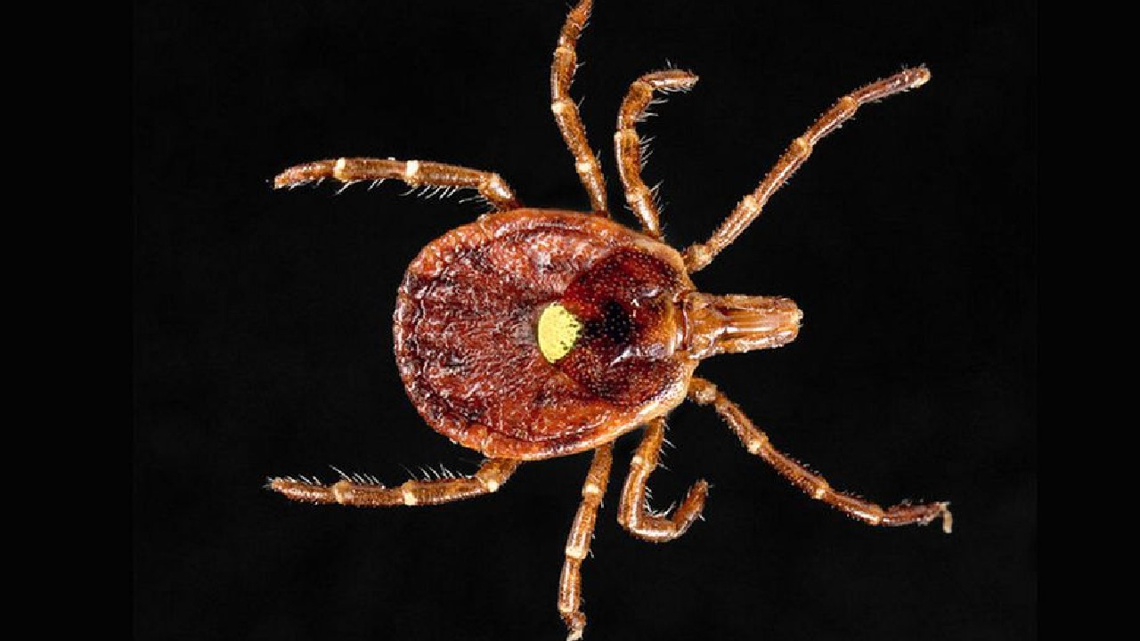 garrapata de la estrella solitaria que es