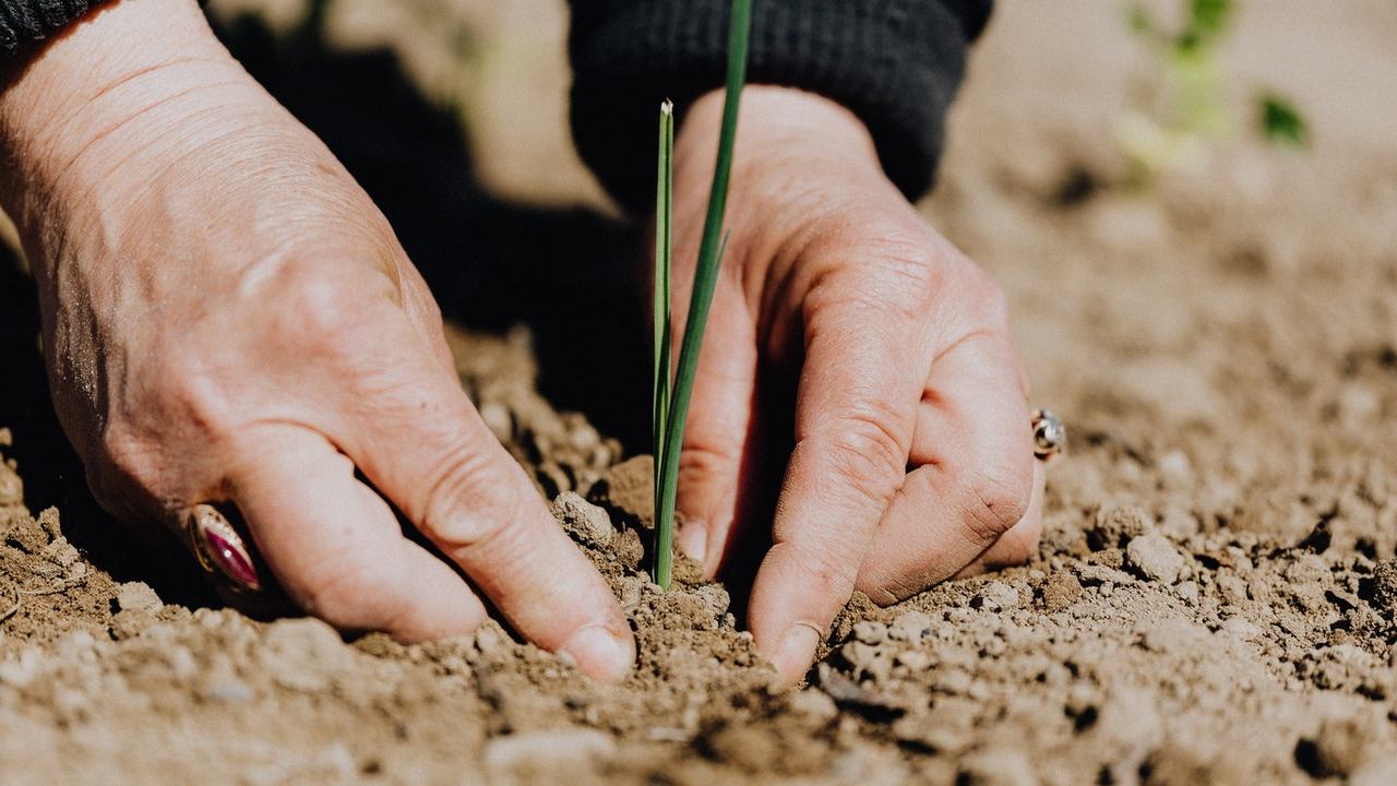 plantas que se siembran en marzo