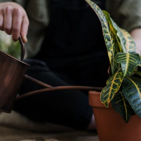 a que hora regar plantas