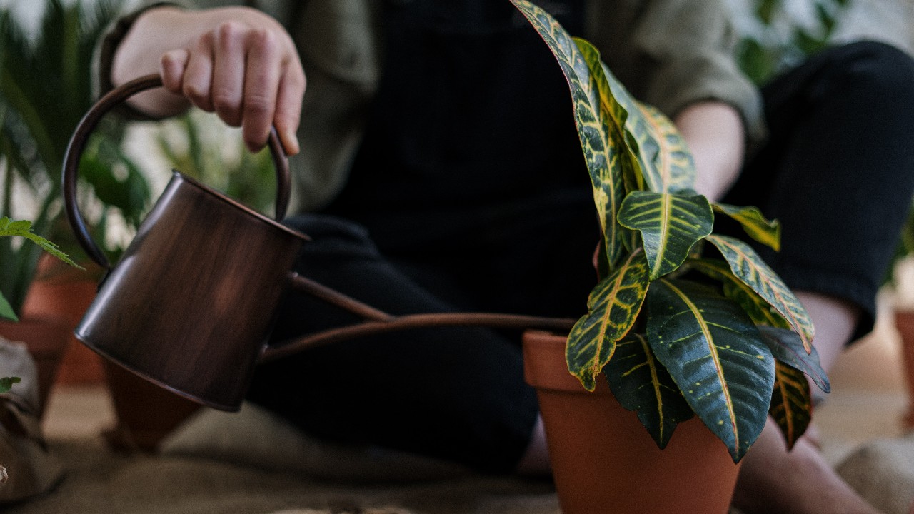 a que hora regar plantas