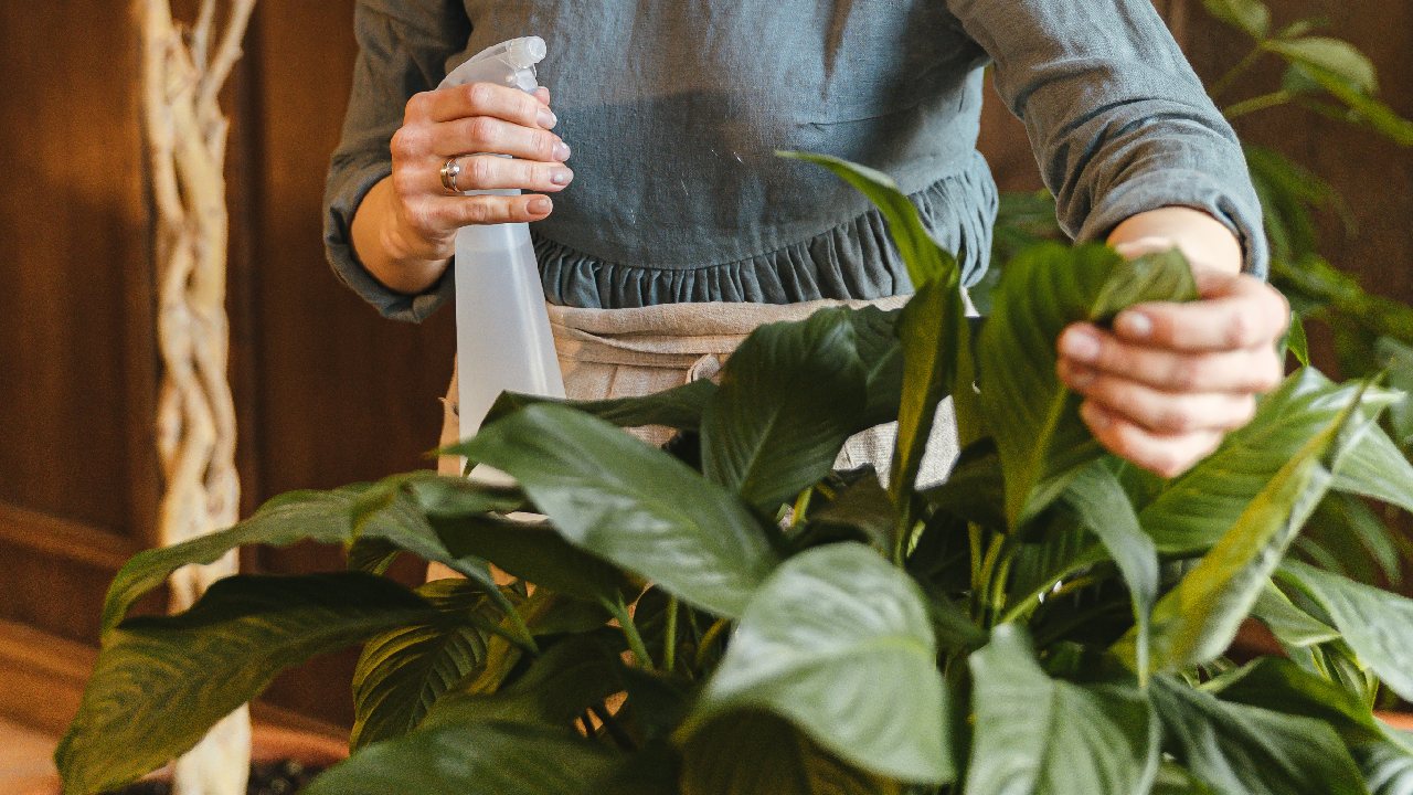 pulverizar plantas epoca de calor