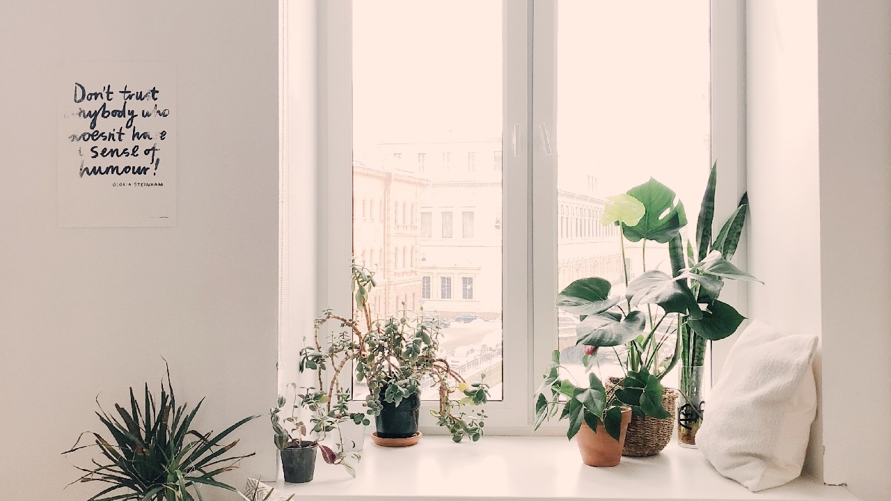 regar plantas en manana