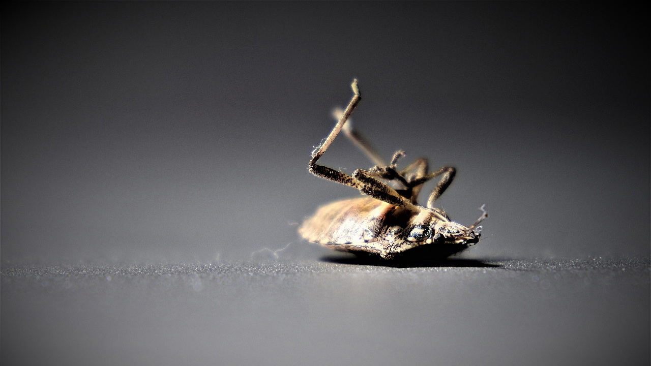 a que huelen chinches de cama