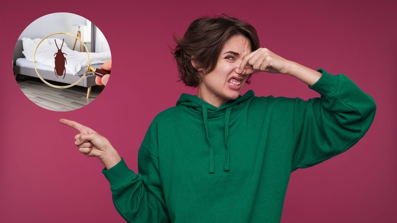 a que huelen chinches