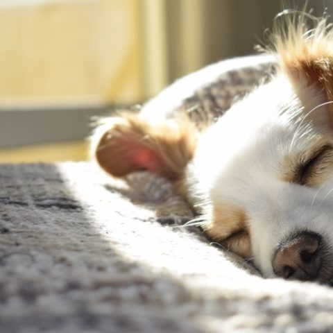 mascotas tambien les afecta el cambio de horario