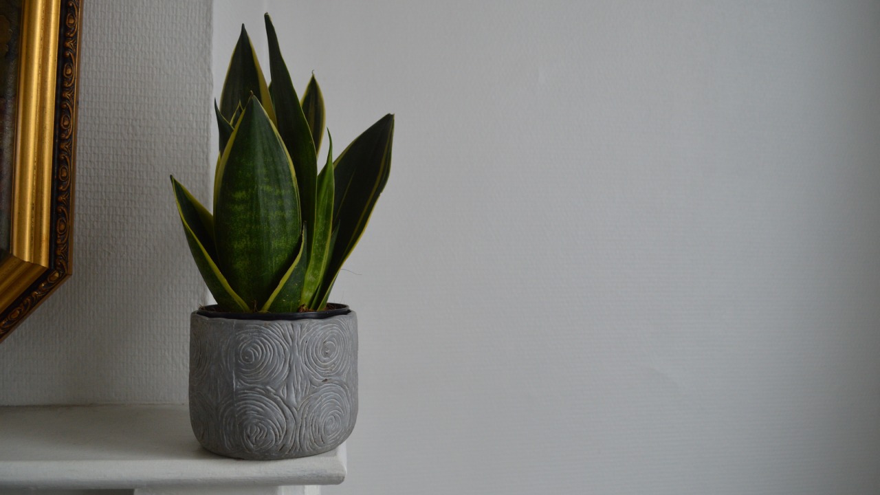 acelerar el crecimiento de lengua de suegra