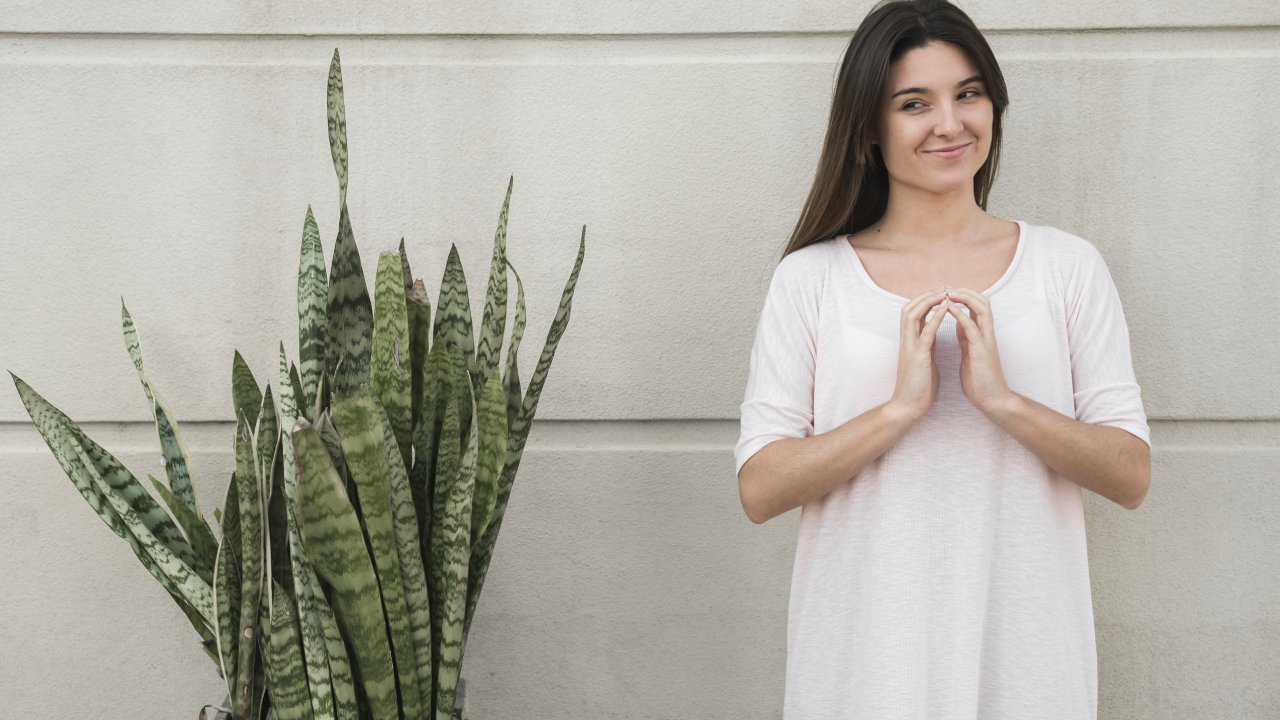 acelerar el crecimiento de lengua de suegra