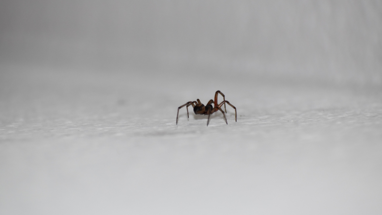 ahuyentar arañas y alacranes con cigarros