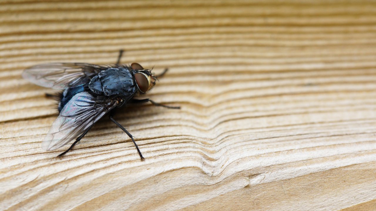 alimentos que ahuyentan moscas