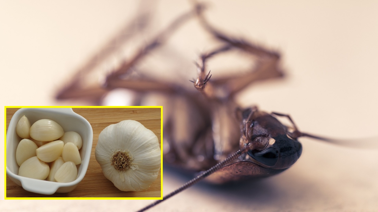 alimentos repelentes para cucarachas