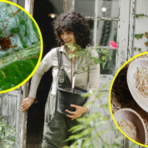 arroz para ahuyentar hormigas de tus plantas