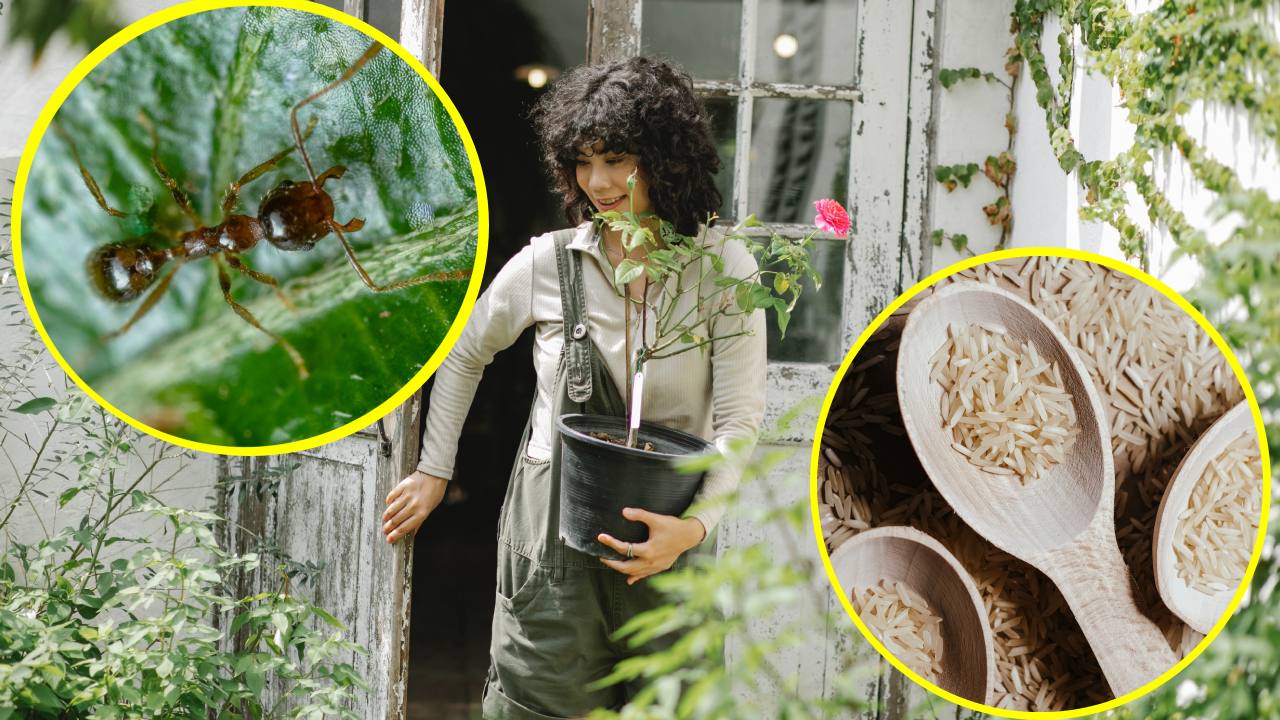 arroz para ahuyentar hormigas de tus plantas
