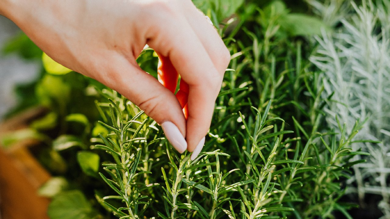 para que sirve bano de romero