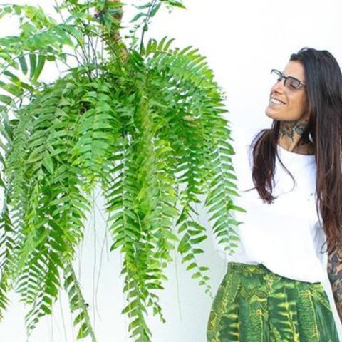 Beneficios espirituales de los helechos